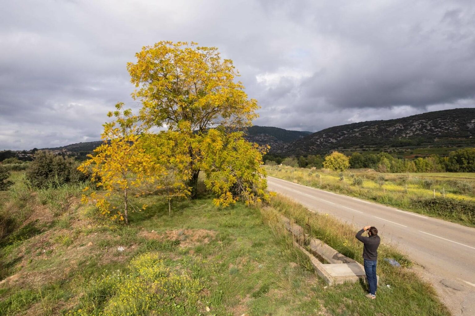 Expert en arboriculture observant un arbre lors d'un diagnostic phytosanitaire et mécanique à Montpellier