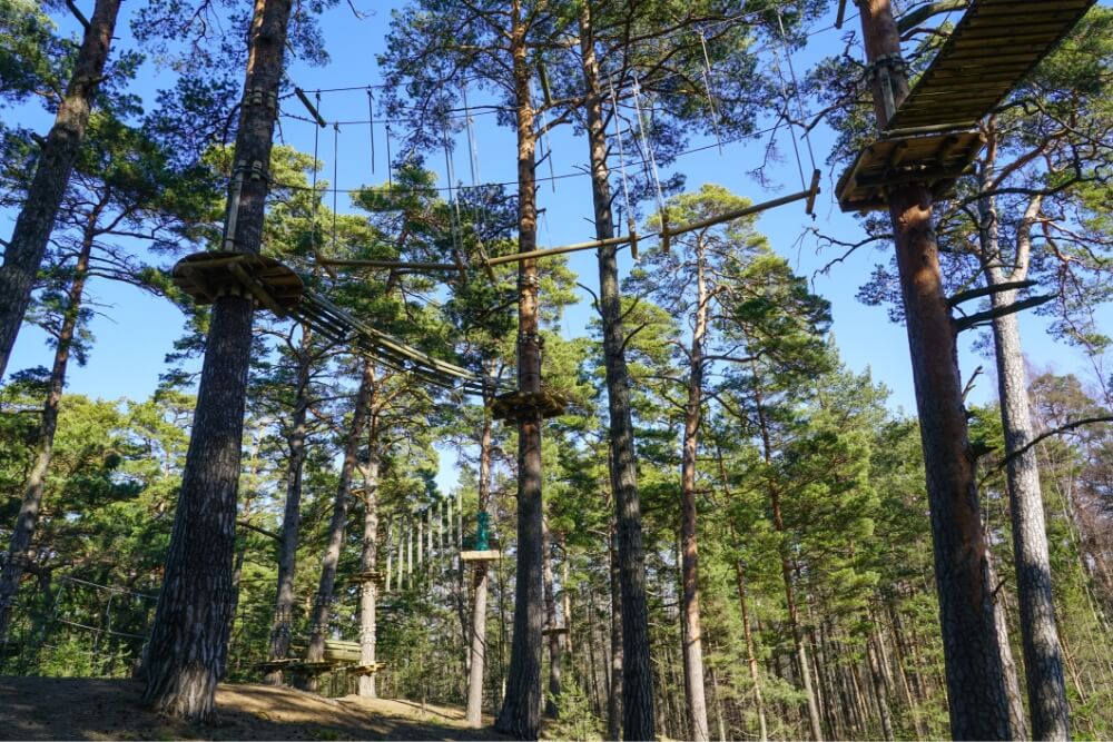 Arbres dans un parc d'accrobranche, garantissant la sécurité et la durabilité des infrastructures.