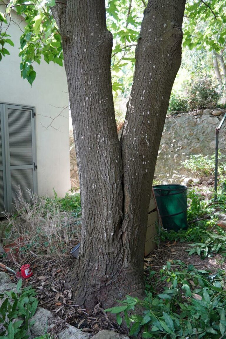 Arbre présentant un risque de fourche dangereuse