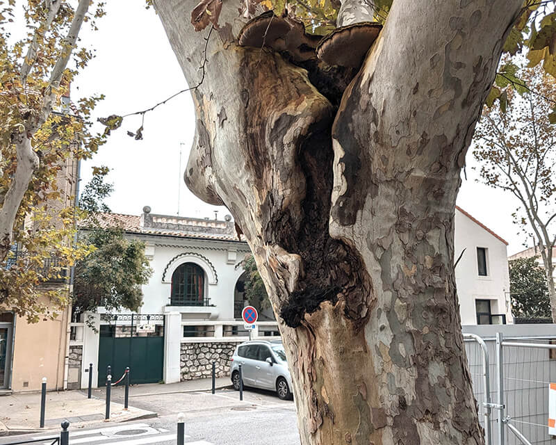 Utilisation d'outils et de techniques de diagnostic arboricole pour évaluer les défauts internes, les zones à risque et la présence de pathogènes dans les arbres.