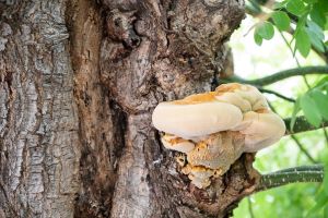 Champignon lignivore affectant l'écorce d'un arbre, pouvant nuire à sa santé et sa stabilité.
