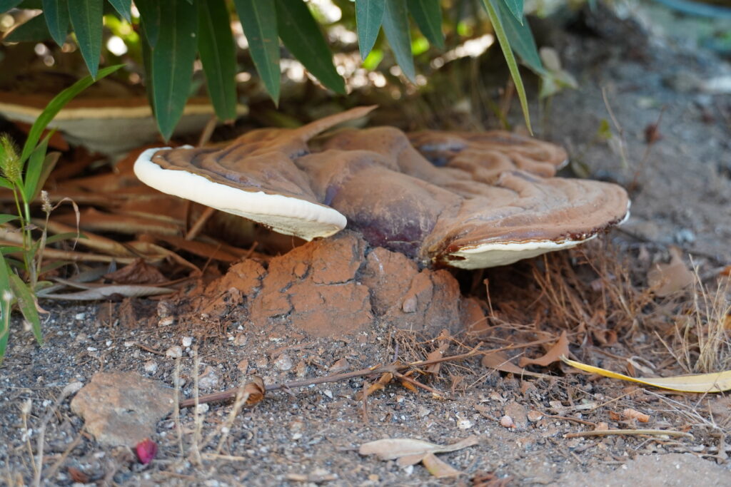 Ganoderme sur arbre