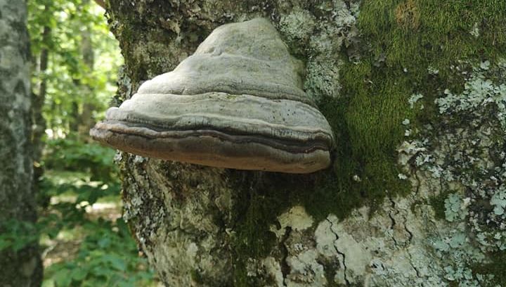 Amadouvier arbre
