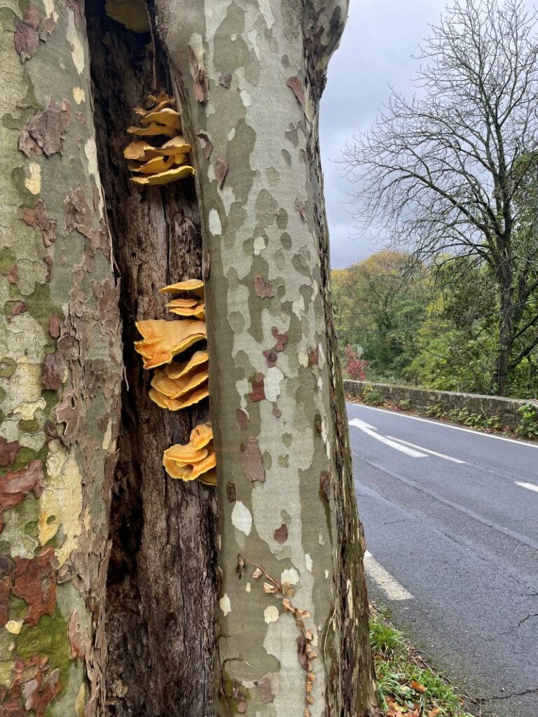 Polypore soufré sur platane