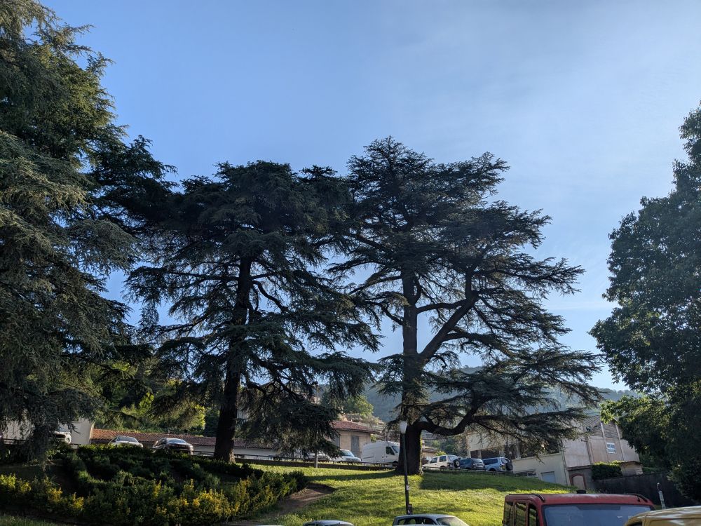 Lire la suite à propos de l’article Comment savoir si un arbre est dangereux ? Les signes qui doivent alerter